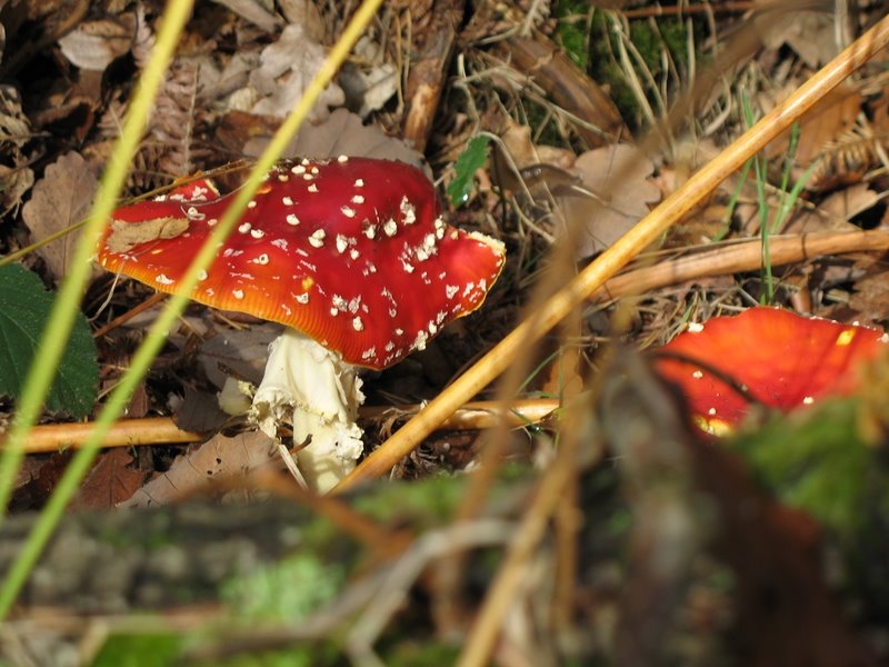 Amanita muscaria 2